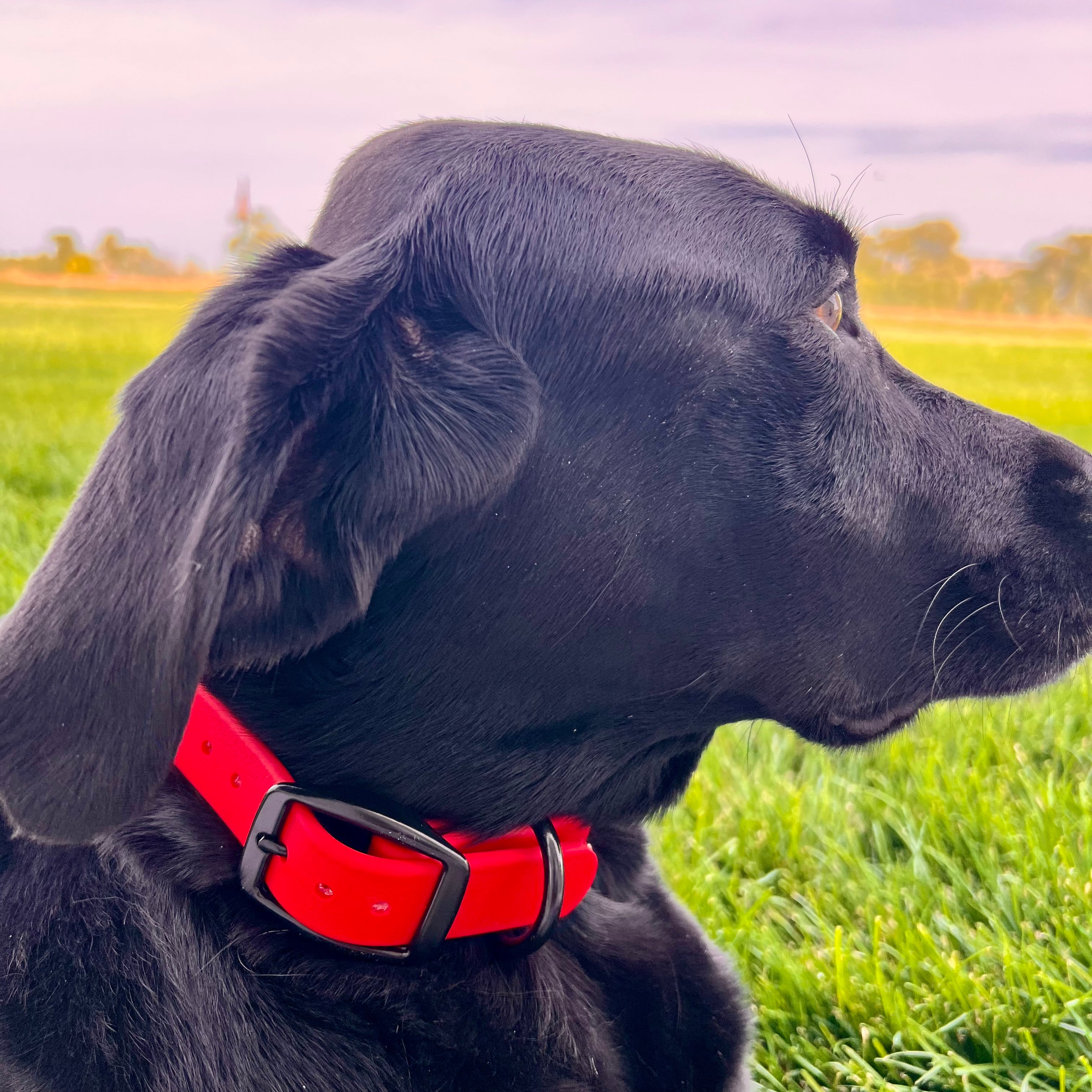 GDO BioThane Collars with DAWG Tag